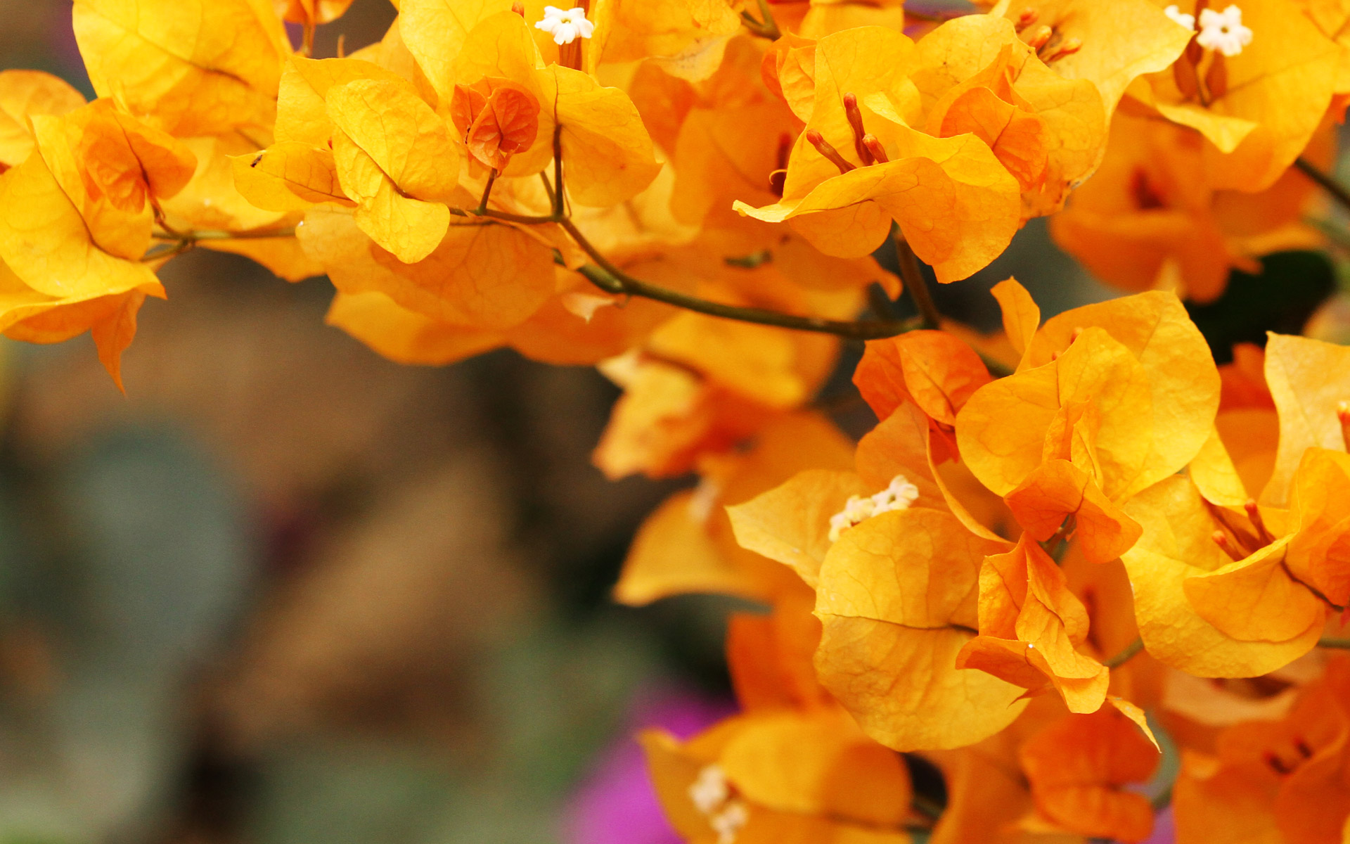 flower.jpg